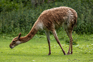 Naklejka na ściany i meble Vicunas, Vicugna Vicugna, relatives of the llama in a German park