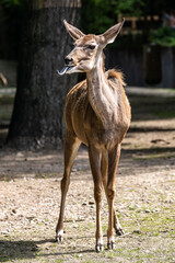 Greater kudu, Tragelaphus strepsiceros is a woodland antelope