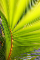 palm tree leaves