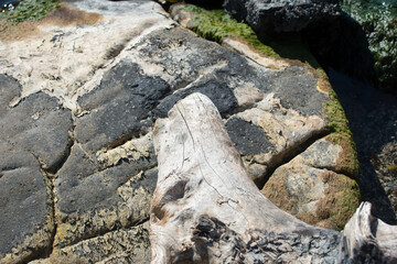 driftwood and grungy rock on the shore