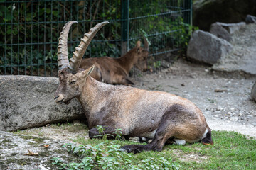 Male mountain ibex or capra ibex on a rock