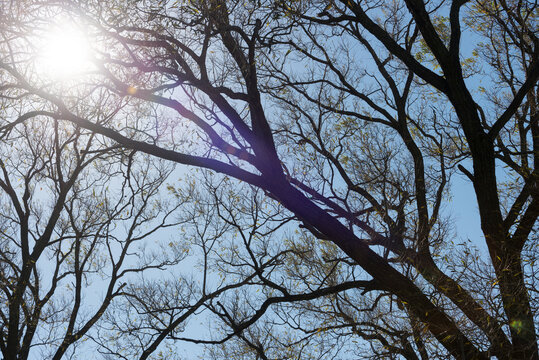 sunlight and tree branches