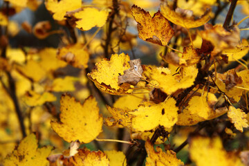 Yellow leaves on the tree.