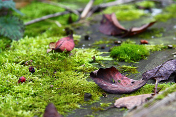 Moss and dead leaf on the stump.