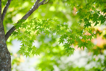 Obraz premium 緑の楓