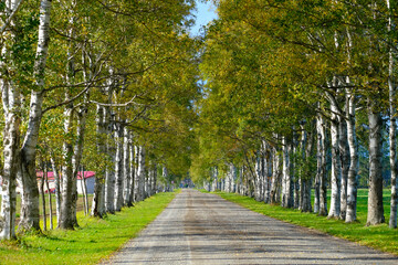 白樺並木道