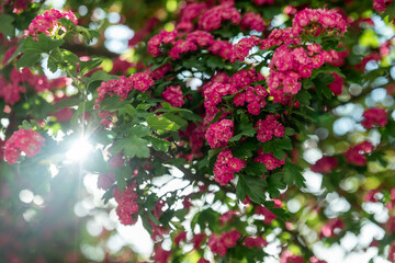 pink and white flowers