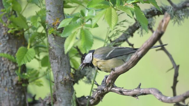 Great Tit, Parus major, in the wild. Songbird. A bird sits on a stick and eats a seed.