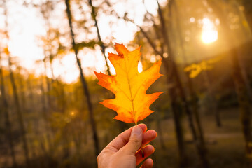Sunset in an autumn afternoon of a man's hand with a brown leaf, autumn scenery, oak leaf