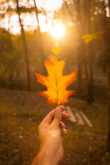 Sunset in an autumn afternoon of a man's hand with a brown leaf, autumn landscapes, vertical photo