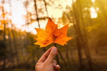 Sunset in an autumn afternoon of a hand of a man with a brown leaf, autumn landscapes, leaf with...