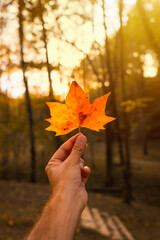 Sunset in an autumn afternoon of a man's hand with a brown leaf, autumn scenery, with the sun in the background