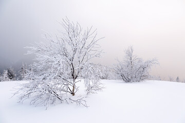 Fototapeta na wymiar Landscape on winter day. Forest. Meadow covered with frost trees in the snowdrifts. Christmas wonderland. Snowy wallpaper background. Nature scenery. Location place the Carpathian, Ukraine, Europe.