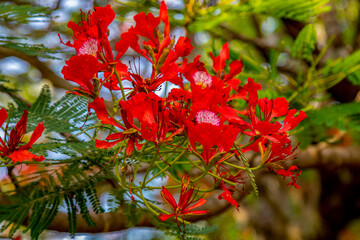 Spectacular Orange Flamboyant flowers in fine detail with selective focus and depth of field blur