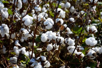 Cotton. Cotton field. Fibers covering cotton seeds. Gossypium herbaceum