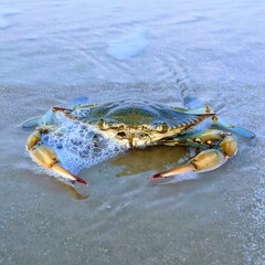 Texas Crab