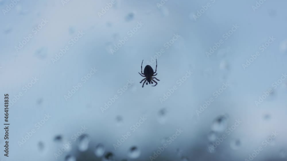 Poster isolated small spider hanging from a web, shot through a window with raindrops