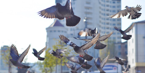 many beautiful flying pigeons close-up on a sunny street in the city. city landscape. wild bird, nature. a flock in flight with spread wings, a kind cute landscape. flying away feathers. urban