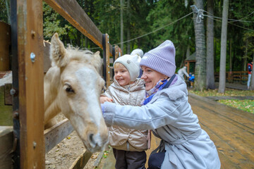 Mom and daughter are stroking the white foal's face and laughing merrily. Parents and children have fun at the petting zoo. Friendship of people and animals.
