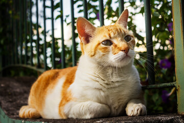 Gato Theo IMG_6140