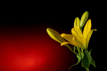 Beautiful yellow blooming lilly flower with buds isolated on dark red background with light spot 
