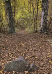Autumn woodland walk through the forest in October