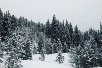 Winter wonderland landscape 