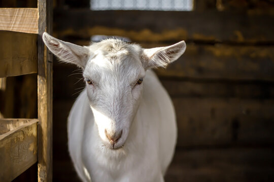 A white goat of the Zaanen breed inside the barn. Russia, home farm. 