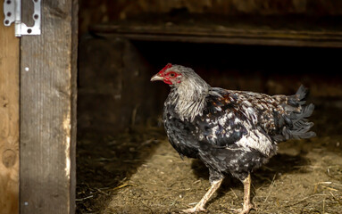 Homemade black chicken on a walk near the chicken coop.