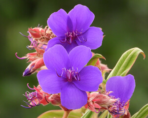 Purple Princess Flower of Glory Trees