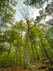 Portrait of a giant tree standing proudly in a lush green forest