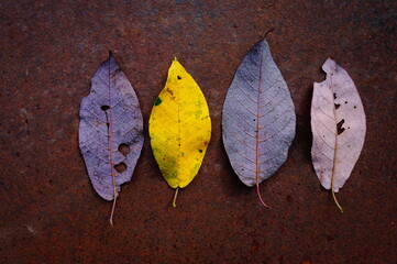 Background of leaves. Bird cherry.  Foliage. Autumn. Yellow. Violet.