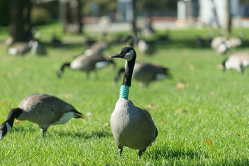 country goose (canada goose) in the park with identification collar 