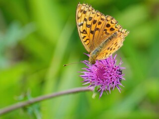 高原で見たアザミの花の蜜を吸うヒョウモンチョウ＠蓼科、長野