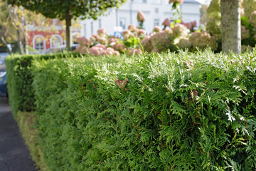 Fototapeta na wymiar Green hedge in a city park on a sunny day. Perspective, selective focus, sunlight