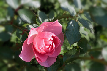 Flower of pink roses in the rose garden. View from above. Soft focus.