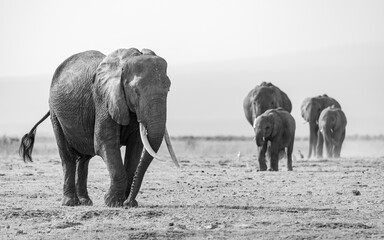 Elephants in Africa 