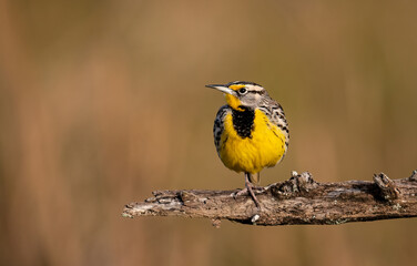 Fototapeta premium A meadowlark in Florida 