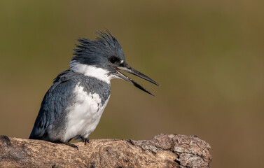 Obraz premium A belted kingfisher in Florida 