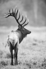 An elk in autumn during the rut