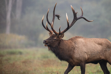 An elk in autumn during the rut