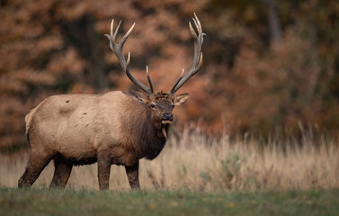 An elk in autumn during the rut
