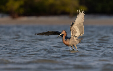 A reddish egret in Florida 