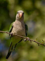 Fototapeta premium A monk parakeet in Florida 
