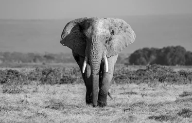 Foto op Plexiglas anti-reflex An elephant in Africa  © Harry Collins