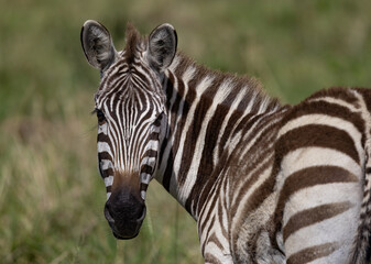 Fototapeta na wymiar A Zebra in Africa 