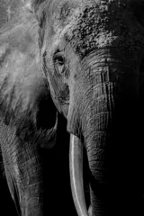 Keuken spatwand met foto An elephant in Africa  © Harry Collins