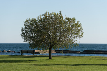 tree on the beach