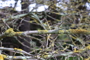 close up of lichen on bare branches
