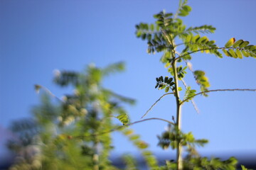leaves against blue sky
